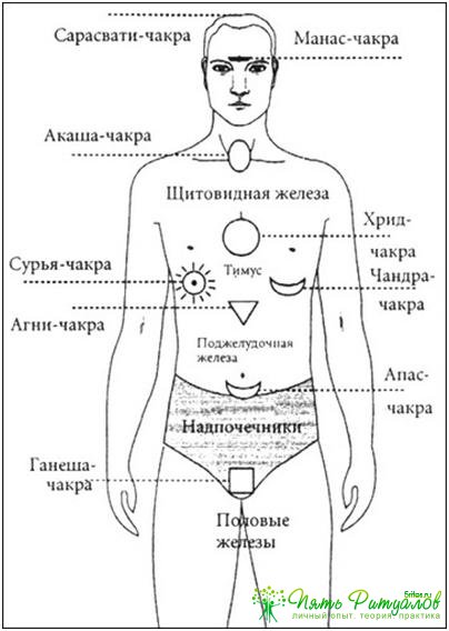 Карта соответствий между органами и чакрами с альтернативными названиями чакр