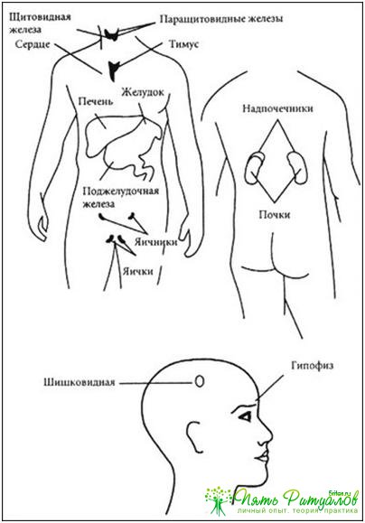 Чакры и зоны тела. расположение органов и желез